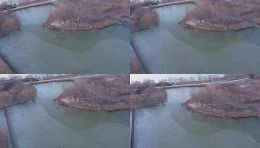 冬季湿地冰湖天鹅高清在线视频素材下载