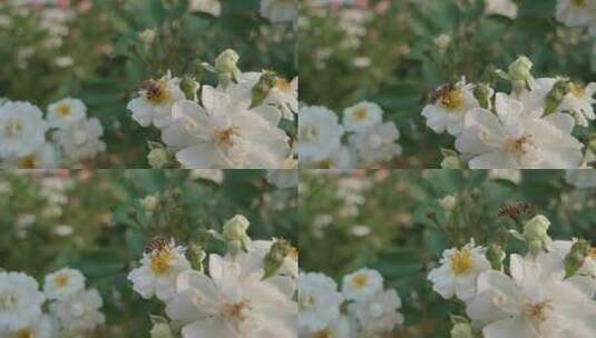 鲜花盛开蜜蜂采蜜高清在线视频素材下载