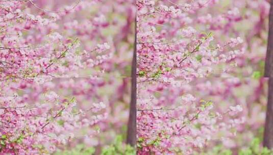 大片粉色的山桃花唯美特写镜头高清在线视频素材下载