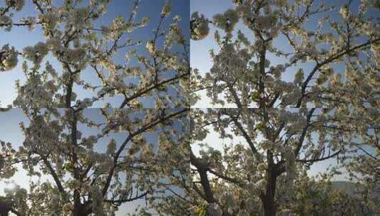 樱桃花园樱桃树高清在线视频素材下载