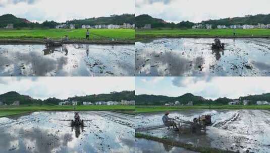 万亩水稻稻田农业耕地高清在线视频素材下载