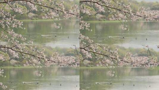 春天湖面上樱花瓣飘落高清在线视频素材下载