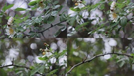 雨后的植物高清在线视频素材下载