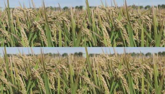 中午蓝天白云下大丰收的稻田高清在线视频素材下载