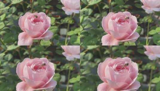 瑞典女王月季花花朵特写高清在线视频素材下载