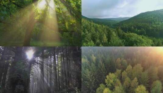 阳光穿过森林阳光穿过树林原始森林丁达尔光高清在线视频素材下载