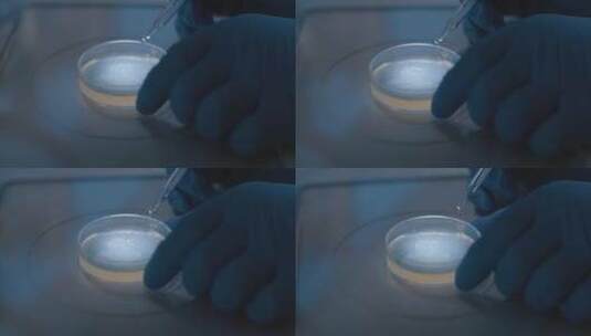 培养皿中的病菌高清在线视频素材下载