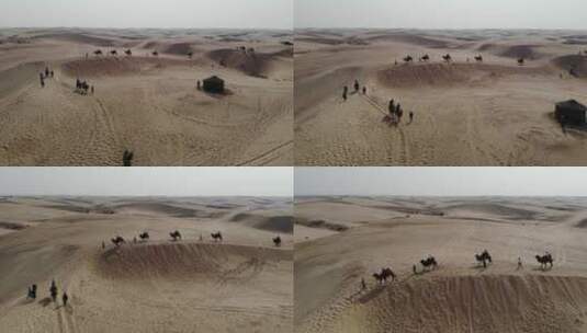 内蒙古 奈曼旗沙漠 骆驼 素材高清在线视频素材下载