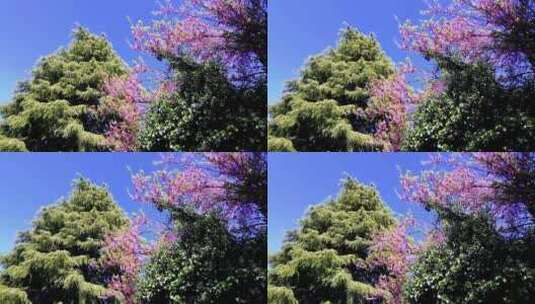 仰拍春天开花的树高清在线视频素材下载
