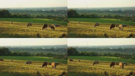 高清实拍在草原上吃草的牛高清在线视频素材下载