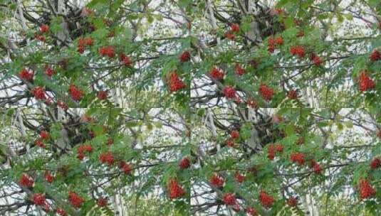 仰拍结红色果实的树高清在线视频素材下载