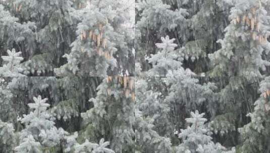 高清实拍一个雪天高清在线视频素材下载