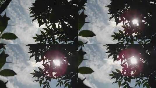 遮蔽阳光的树叶高清在线视频素材下载