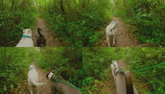在树林小路上散步的两只狗高清在线视频素材下载