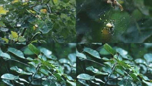 大自然昆虫蜘蛛高清在线视频素材下载