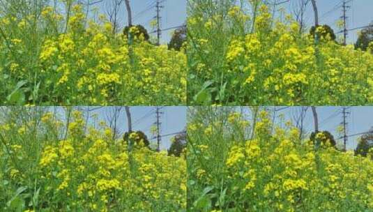 春天油菜花高清在线视频素材下载