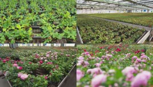 温室花卉育苗高清在线视频素材下载