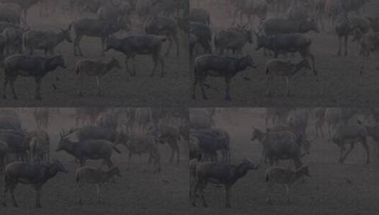 野生鹿群活动高清在线视频素材下载