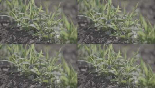 土地上面的杂草高清在线视频素材下载