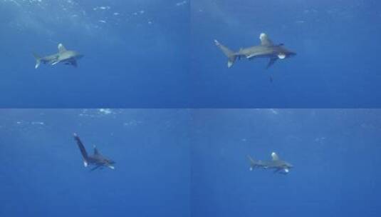 鲨鱼带领小鱼游在海底高清在线视频素材下载