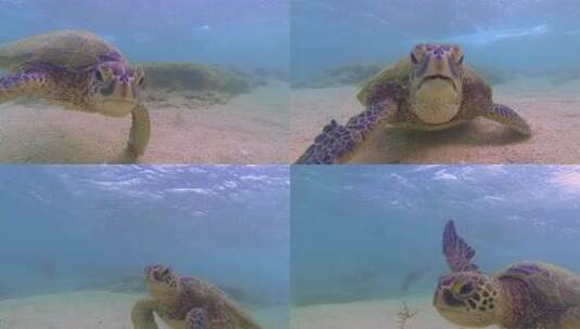 海龟在水下吃海藻的特写高清在线视频素材下载