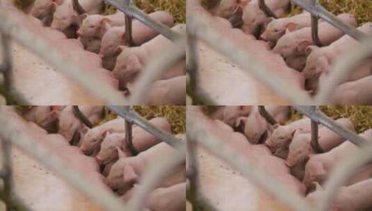 小猪吮吸母亲的乳汁高清在线视频素材下载