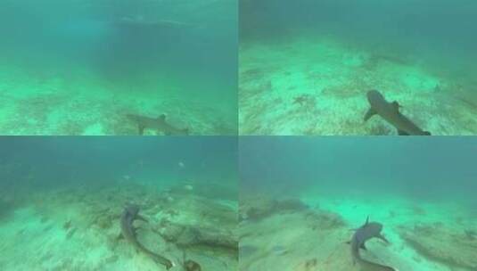 海底游泳的鲨鱼高清在线视频素材下载