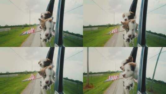 狗狗趴在车窗高清在线视频素材下载