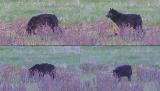 野狼在森林里捕食高清在线视频素材下载