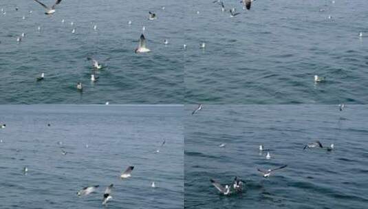 滨海景区景点海面上海鸥实拍高清在线视频素材下载