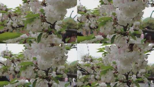樱花意境樱花谷4K实拍高清在线视频素材下载