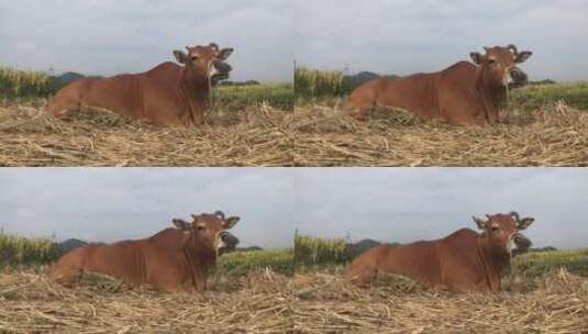 吃草的黄牛高清在线视频素材下载