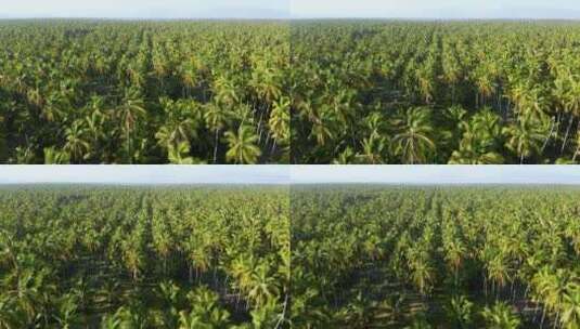 大片椰子林航拍画面高清在线视频素材下载