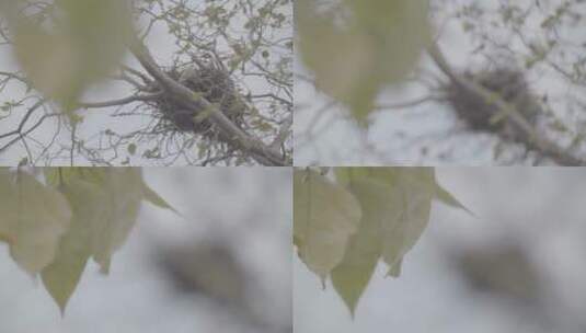 树上的空鸟巢LOG视频素材高清在线视频素材下载