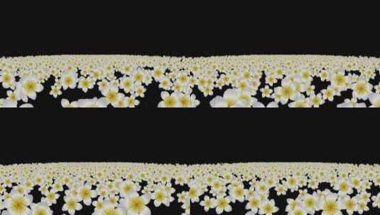 鸡蛋花粒子海冲屏幕视频高清在线视频素材下载
