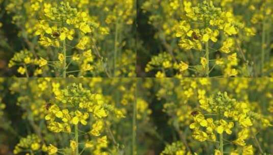 油菜花 蜜蜂采蜜 唯美油菜花高清在线视频素材下载