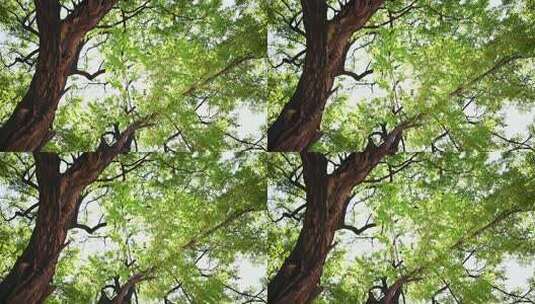 仰视茂密枝叶繁茂大树高清在线视频素材下载