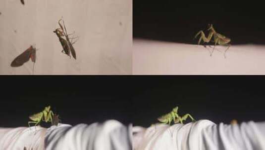 夜晚光下昆虫4k实拍视频高清在线视频素材下载
