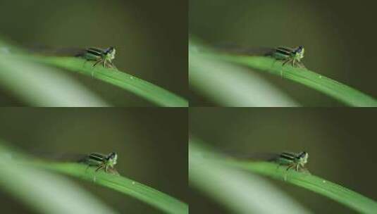 微观世界昆虫高清在线视频素材下载