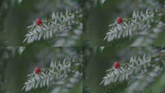 湖北神农架珍惜植物红豆杉高清在线视频素材下载