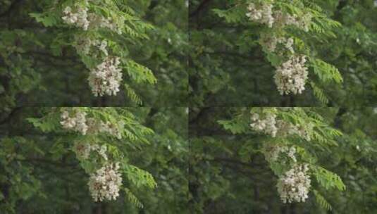 春天槐花盛开高清在线视频素材下载