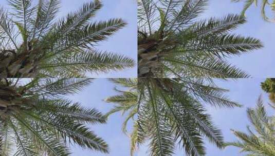 仰拍海南棕榈树树枝高清在线视频素材下载