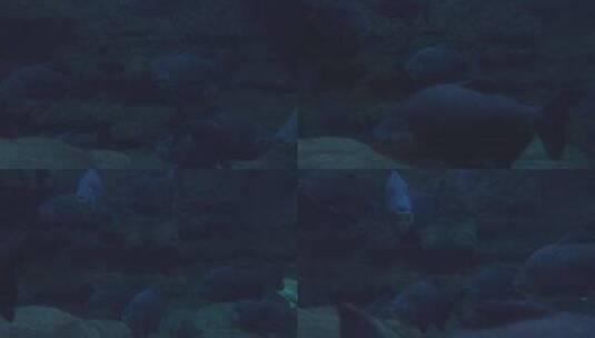 海底世界 鱼高清在线视频素材下载