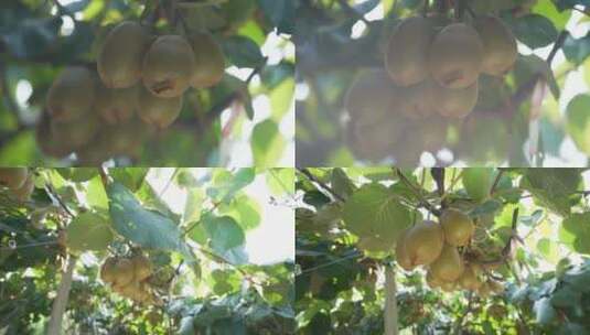 猕猴桃 水果 陕西 红心猕猴桃高清在线视频素材下载