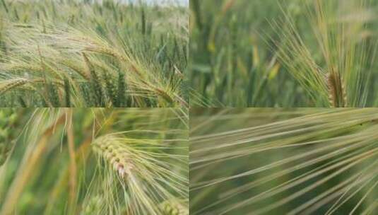 4K成熟前的小麦农业种植视频素材高清在线视频素材下载