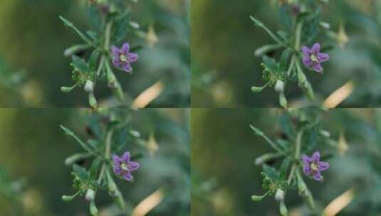 枸杞花枸杞蜜蜜蜂采蜜高清在线视频素材下载