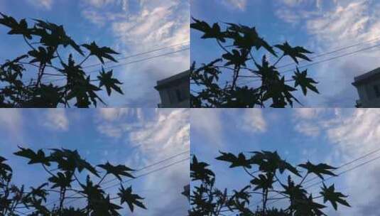 蓝天下的树枝剪影高清在线视频素材下载