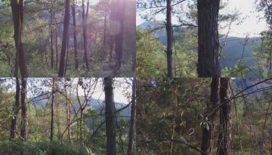 山城树林高清在线视频素材下载