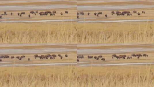 犹他州羚羊岛盐湖岸边的一大群美洲野牛或水牛高清在线视频素材下载