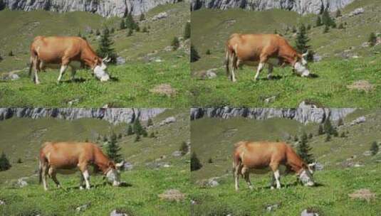 瑞士阿尔卑斯山的一头奶牛正在美丽山景前的绿色草地上吃草高清在线视频素材下载
